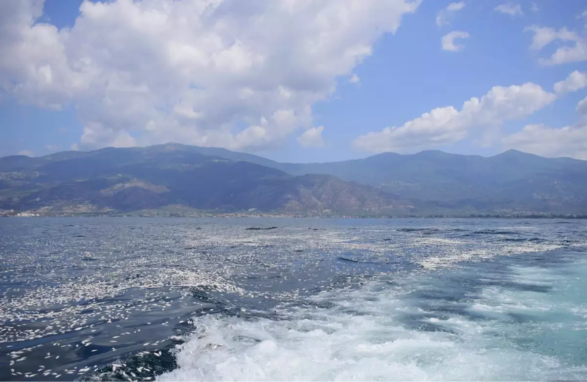 Yunanistan’ın Volos Kenti’nde Ölü Balık Faciası